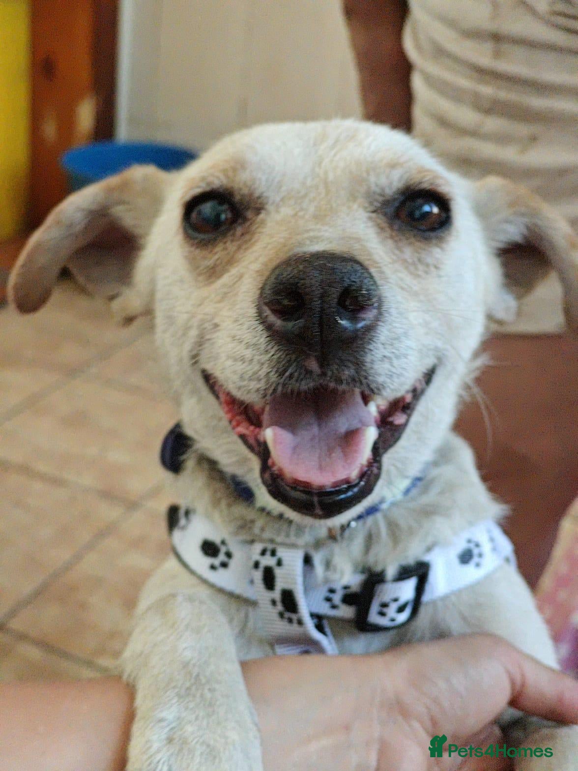 Mixed Breed dogs 💙SIMBA💙 - A SOFT LITTLE SOUL - Advert 2