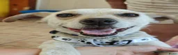 Mixed Breed dogs for adoption: 💙SIMBA💙 - A SOFT LITTLE SOUL - Advert 2