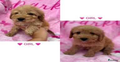 Cockapoo dogs - Advert 15