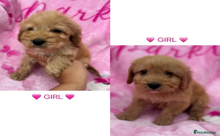 Cockapoo dogs - Advert 4