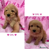 Cockapoo dogs - Advert 14