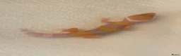 Leopard Gecko reptiles for sale: Albino leopard geckos cb26 - Advert 4