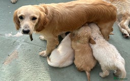 Mixed Breed dogs for sale: Dakota Sport Retriever Puppies ready 01/10/25 - Image 11