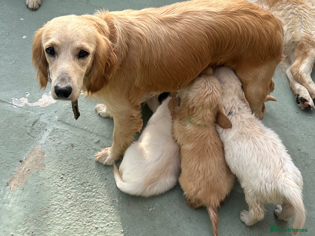 Mixed Breed dogs for sale: Dakota Sport Retriever Puppies ready 01/10/25 - Image 11