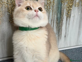 British Shorthair cats British shorthair golden TICA - Advert 2