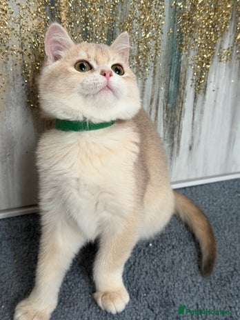 British Shorthair cats British shorthair golden TICA - Advert 4
