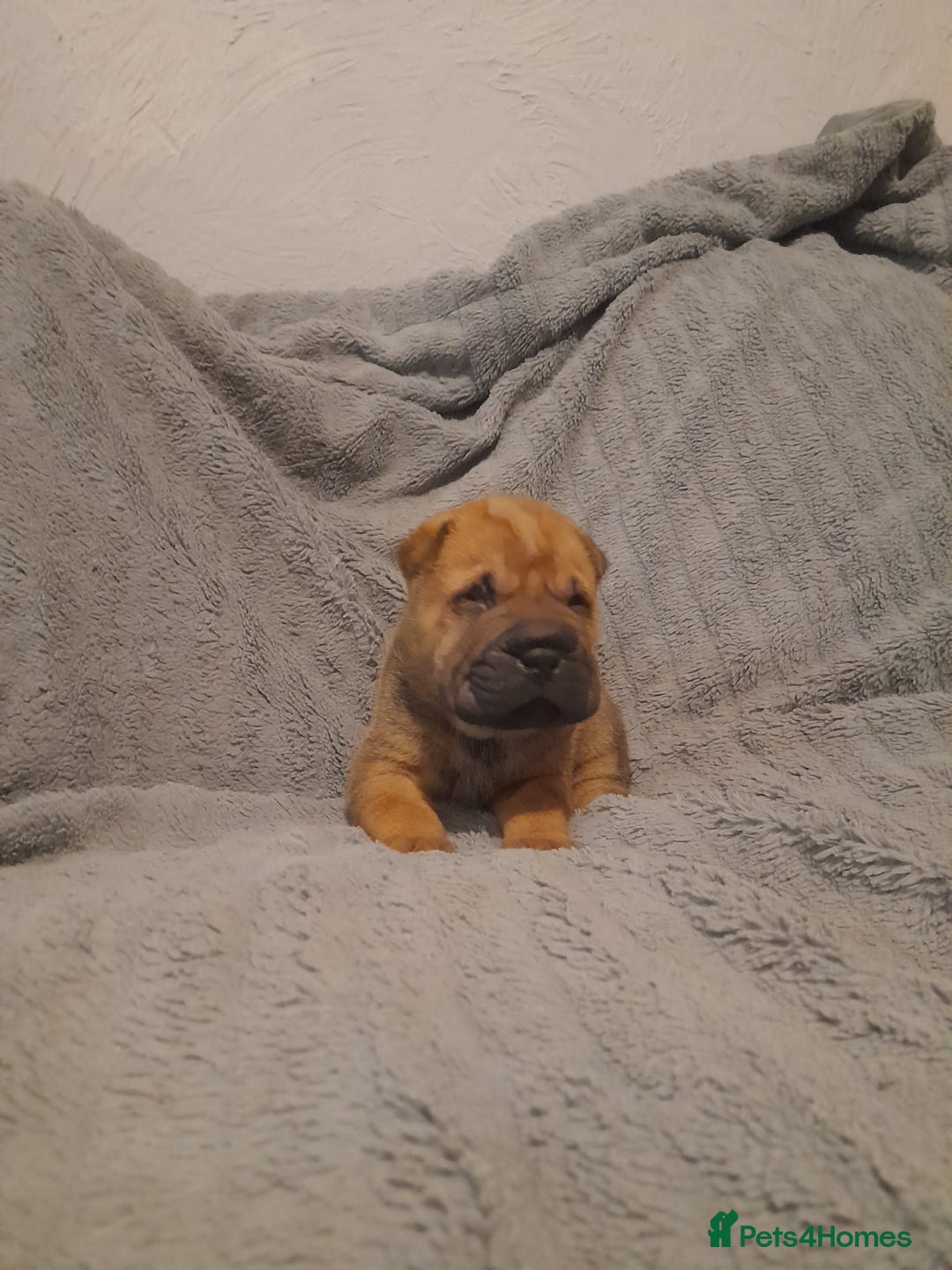 Shar Pei dogs for sale: Beautiful shar-pai pups  - Advert 13