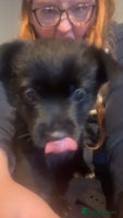 Mixed Breed dogs - Advert 2