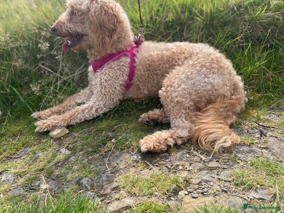 Cockapoo dogs for sale: Cockapoo F1 - Image 3