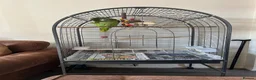 Parrots birds for sale: Blue fronted Amazon parrot in Hinckley - Advert 3