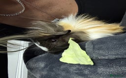 Guinea Pig rodents for sale: 2 guinea pigs plus indoor cage and accessories  - Image 2