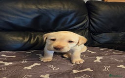 Labrador Retriever dogs for sale: Labrador - Advert 4