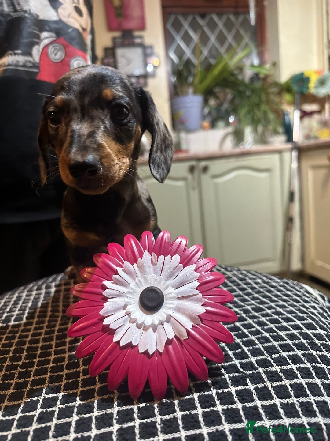 Miniature Dachshund dogs for sale: Miss Cutie  - Advert 4