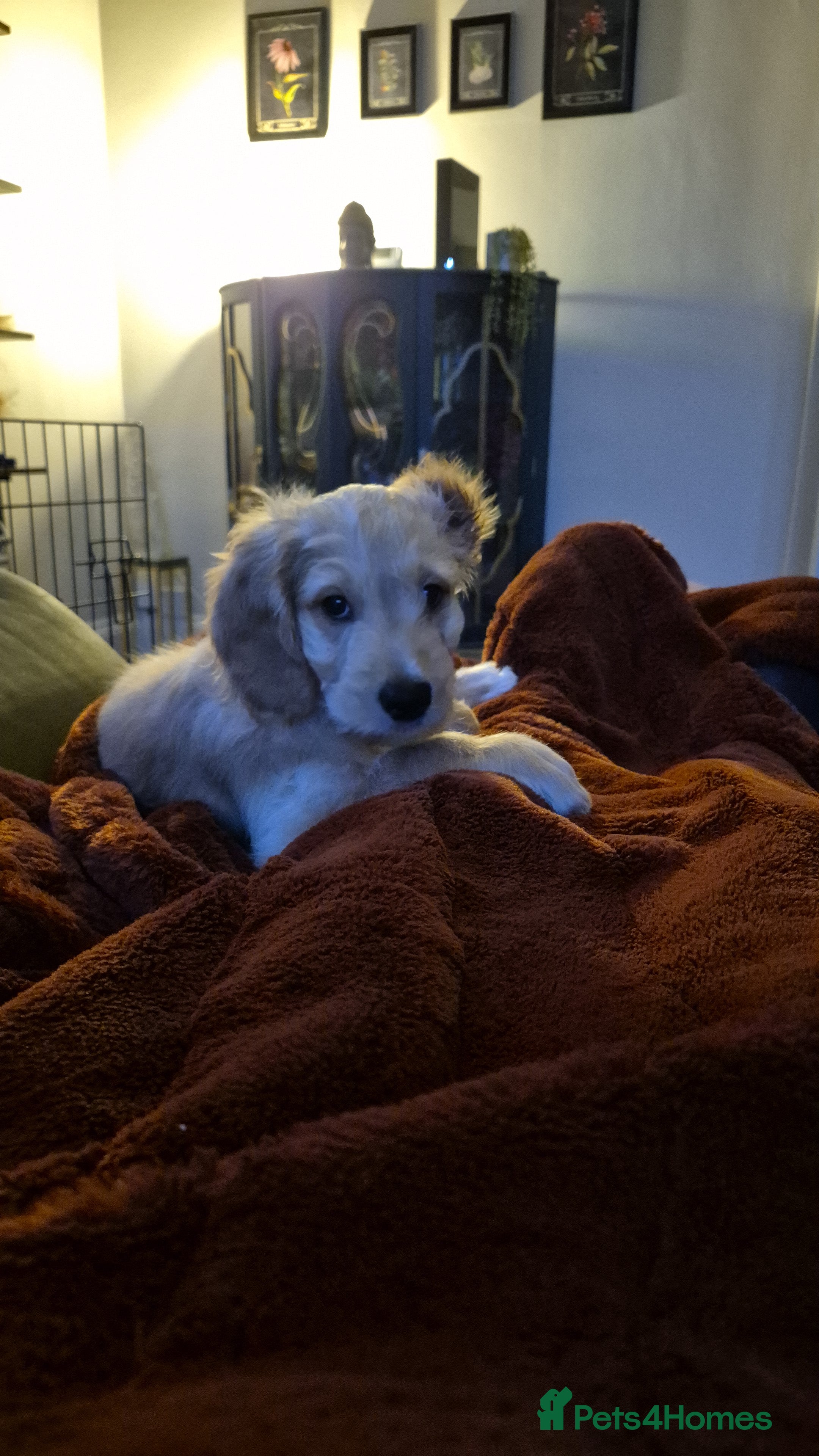 Bernedoodle dogs Female Bernadoodle 9 weeks - Advert 1