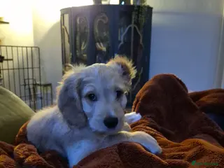 Bernedoodle dogs Female Bernadoodle 9 weeks - Advert 1