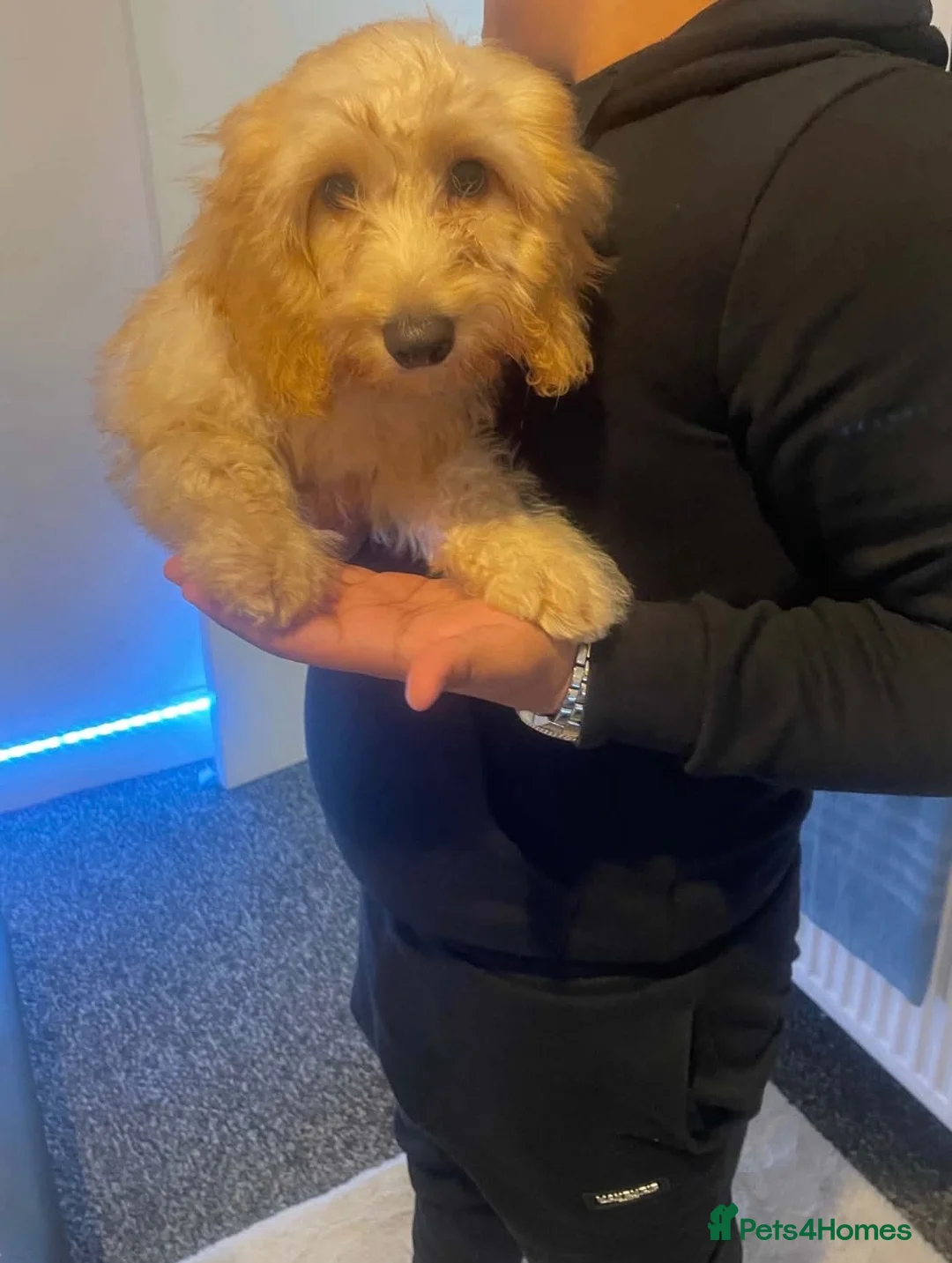 Cockapoo dogs for sale: Charlie - Advert 2