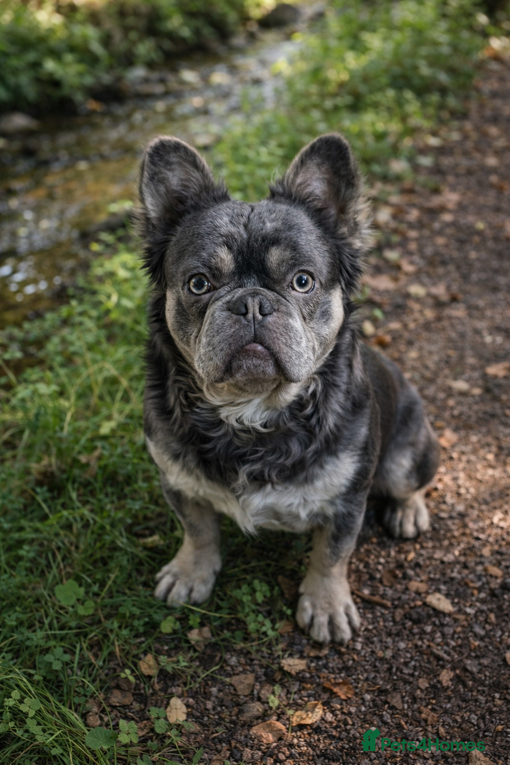 French Bulldog dogs French bulldogs fluffy carring Isabella  - Advert 2