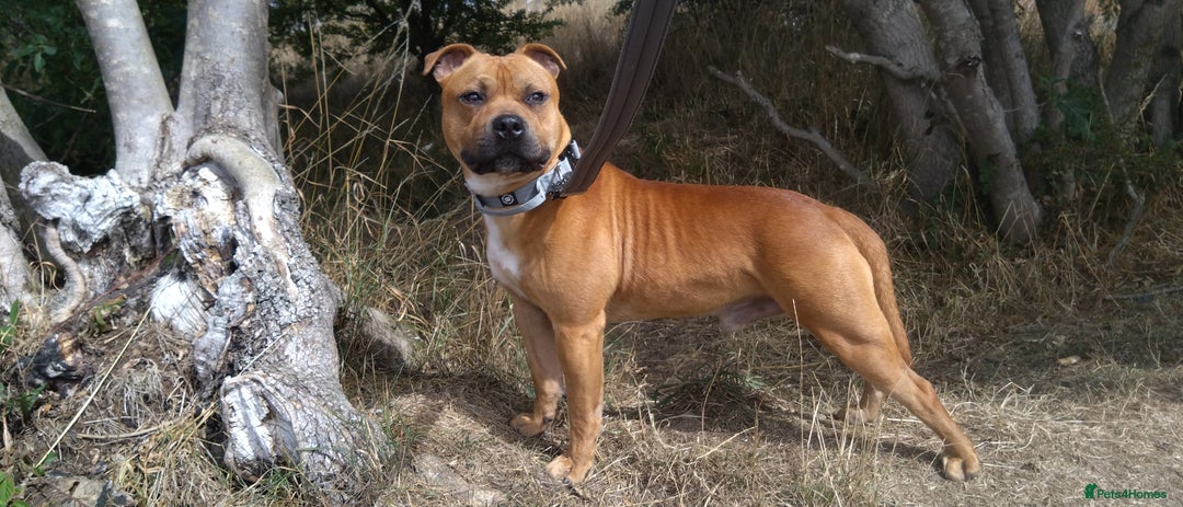 Staffordshire Bull Terrier dogs for sale: RED STAFFORDSHIRE BULL TERRIER consider Co-owner - Image 4