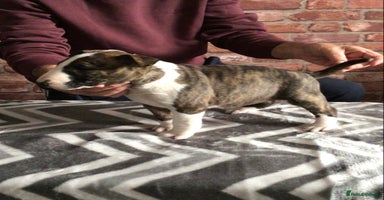 English Bull Terrier dogs - Advert 10