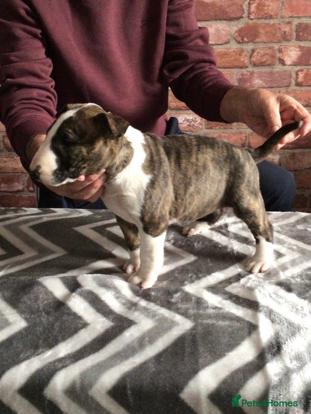 English Bull Terrier dogs for sale: Kcregd English bull terrier puppies  - Image 3