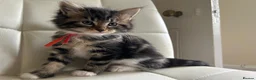 Maine Coon cats for sale: Fluffy picture perfect Maine Coon kittens in Tarporley - Advert 11