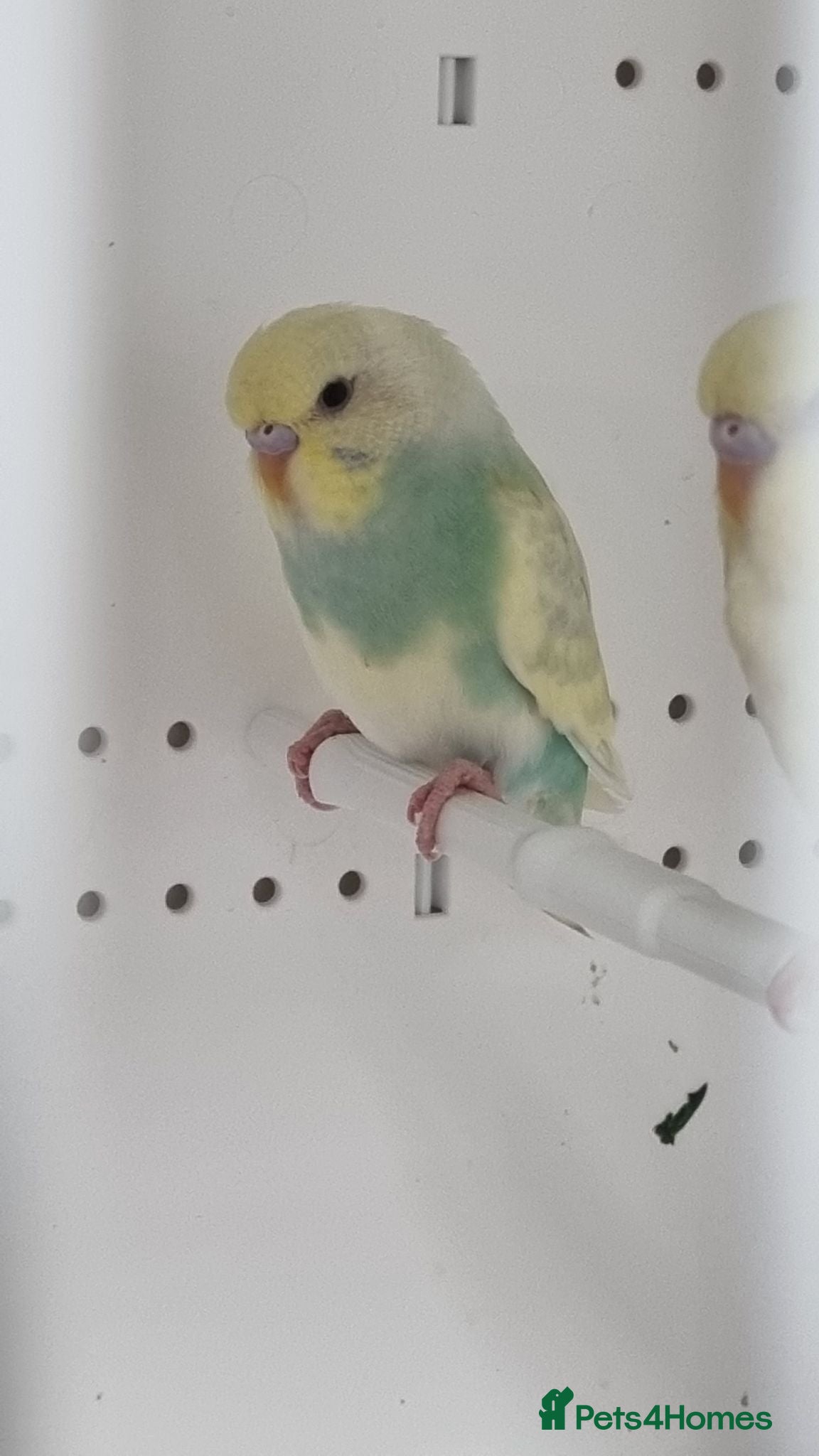 Budgerigars birds Baby Budgies for sale - Advert 2
