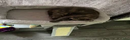 Mixed Breed cats for sale: 2 8 months old cats to go together  - Advert 12