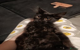 Maine Coon cats for sale: Adorable Maine Coon kittens in Manchester - Image 10