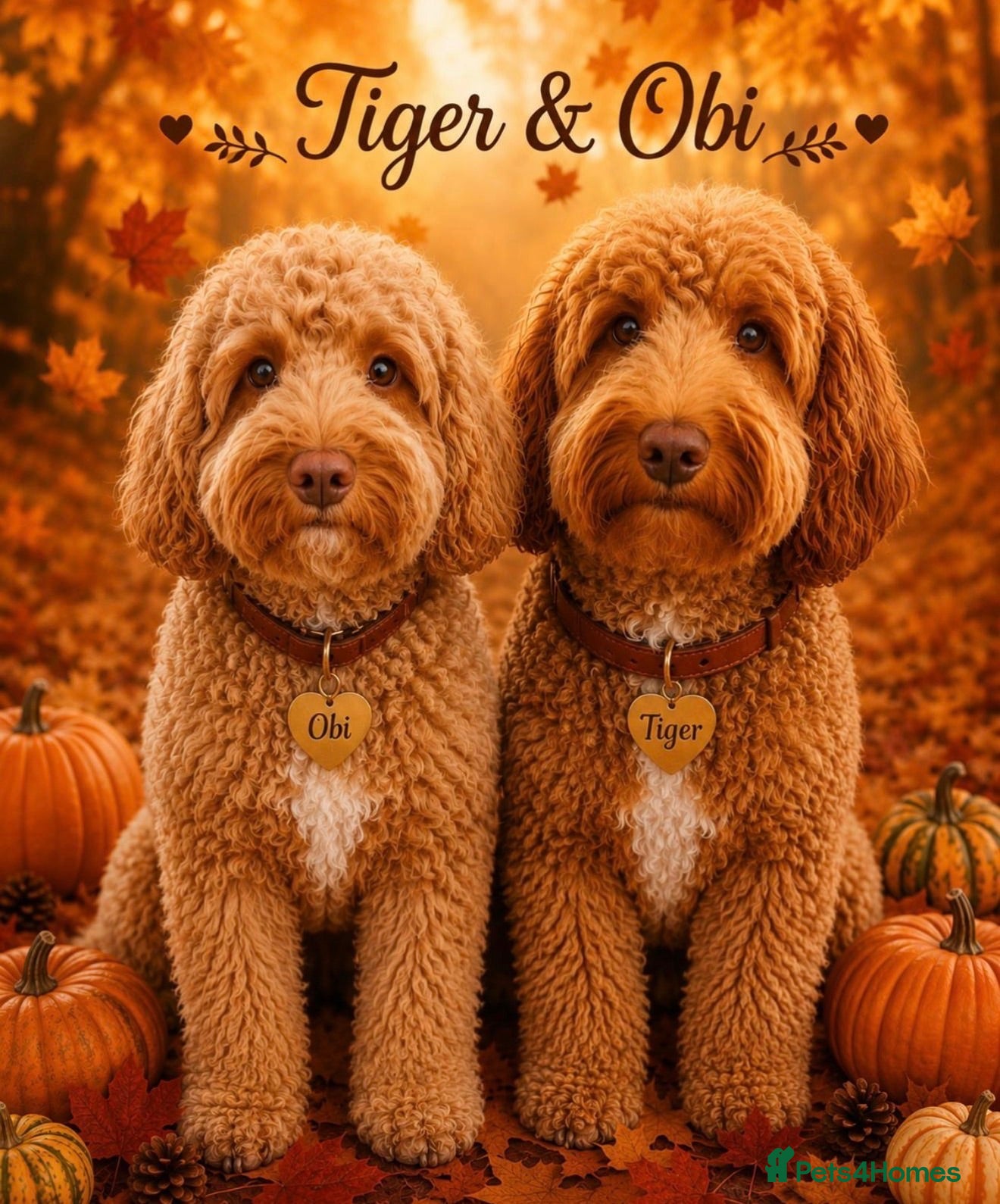 Cockapoo dogs Health Tested Multi Generational Cockapoos  - Advert 1