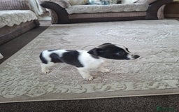 Mixed Breed dogs for sale: Jackahuahua - Image 9