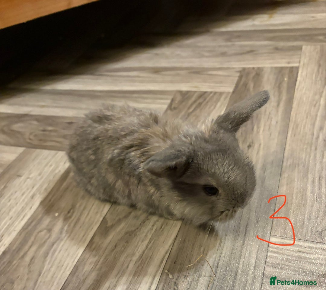 Mini Lop rabbits for sale: mini lops  - Advert 5