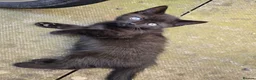 British Shorthair cats for sale: Brother and sister - Advert 8