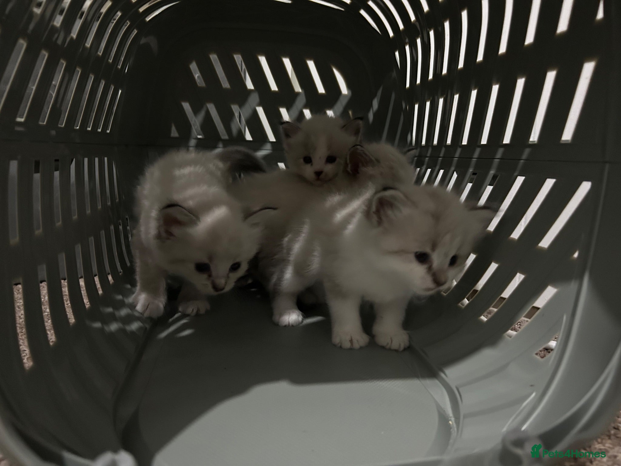 Siberian cats Pure bred neva masquerade siberian kittens  - Advert 11