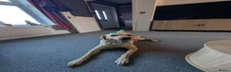 Labrador Retriever dogs for stud: Nevis - Excellent  Labrador retriever for stud in Hamilton - Advert 4
