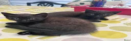 Mixed Breed cats for sale: Twin females - Advert 27