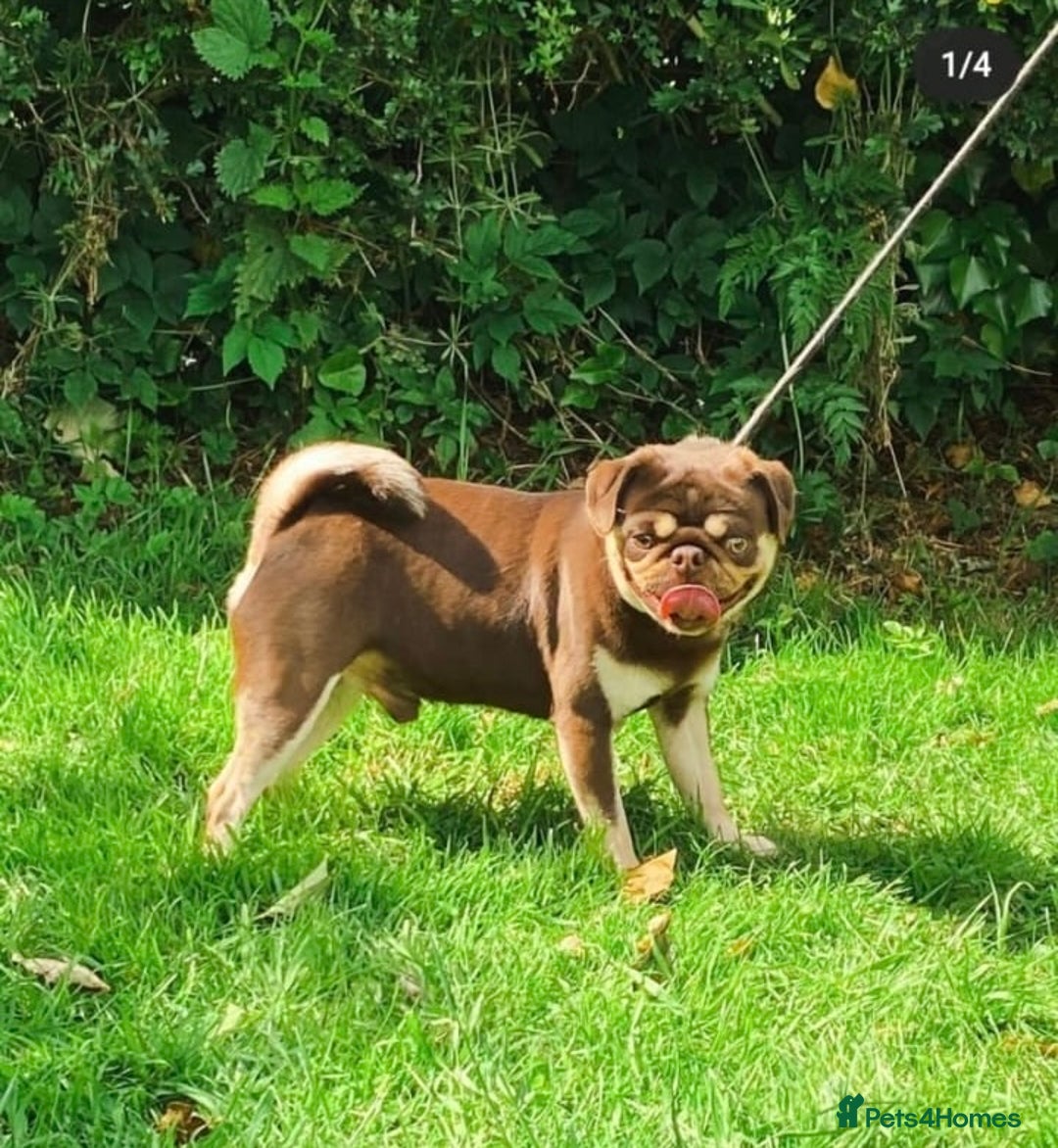 Pug dogs for stud: KC pug carrying choclate for stud - Advert 10