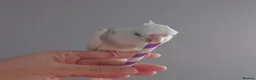 Cockatiels birds for sale: Hand reared silly tame DNA sexed baby cockatiels  - Advert 18