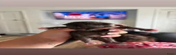 Mixed Breed cats for sale: 5 Beautiful kittens for sale  in Henley-in-Arden - Advert 10