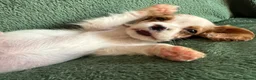 Cockalier dogs for sale: Beautiful, health tested cockalier puppies.  - Advert 29