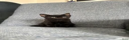 Mixed Breed cats for sale: Beautiful black female kitten🩷 - Advert 2