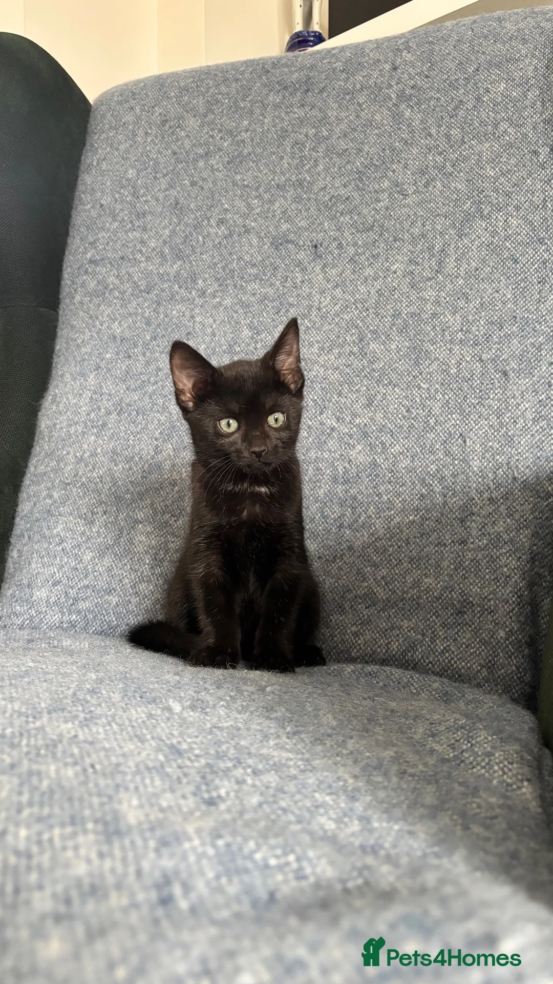 Mixed Breed cats for sale: Beautiful black female kitten🩷 - Advert 2