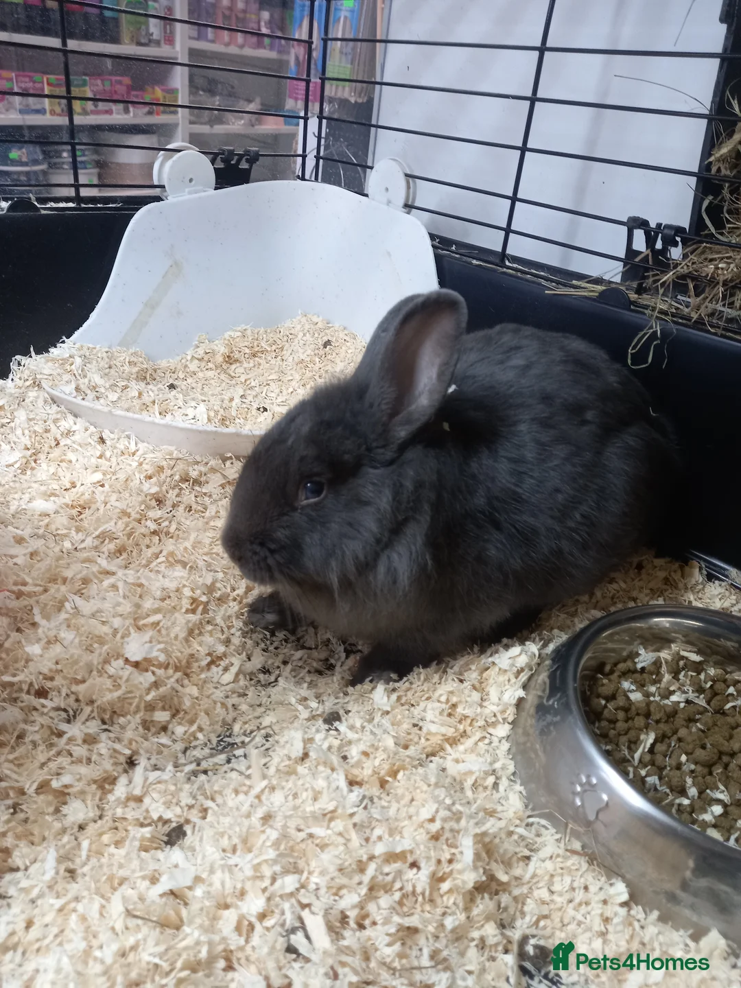 Lionhead rabbits for sale: Lionhead/Netherland baby rabbit - Advert 1