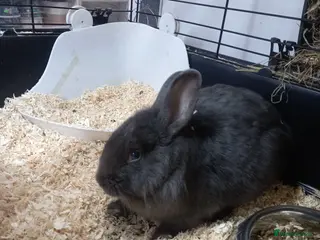 Lionhead rabbits Lionhead/Netherland baby rabbit - Advert 1