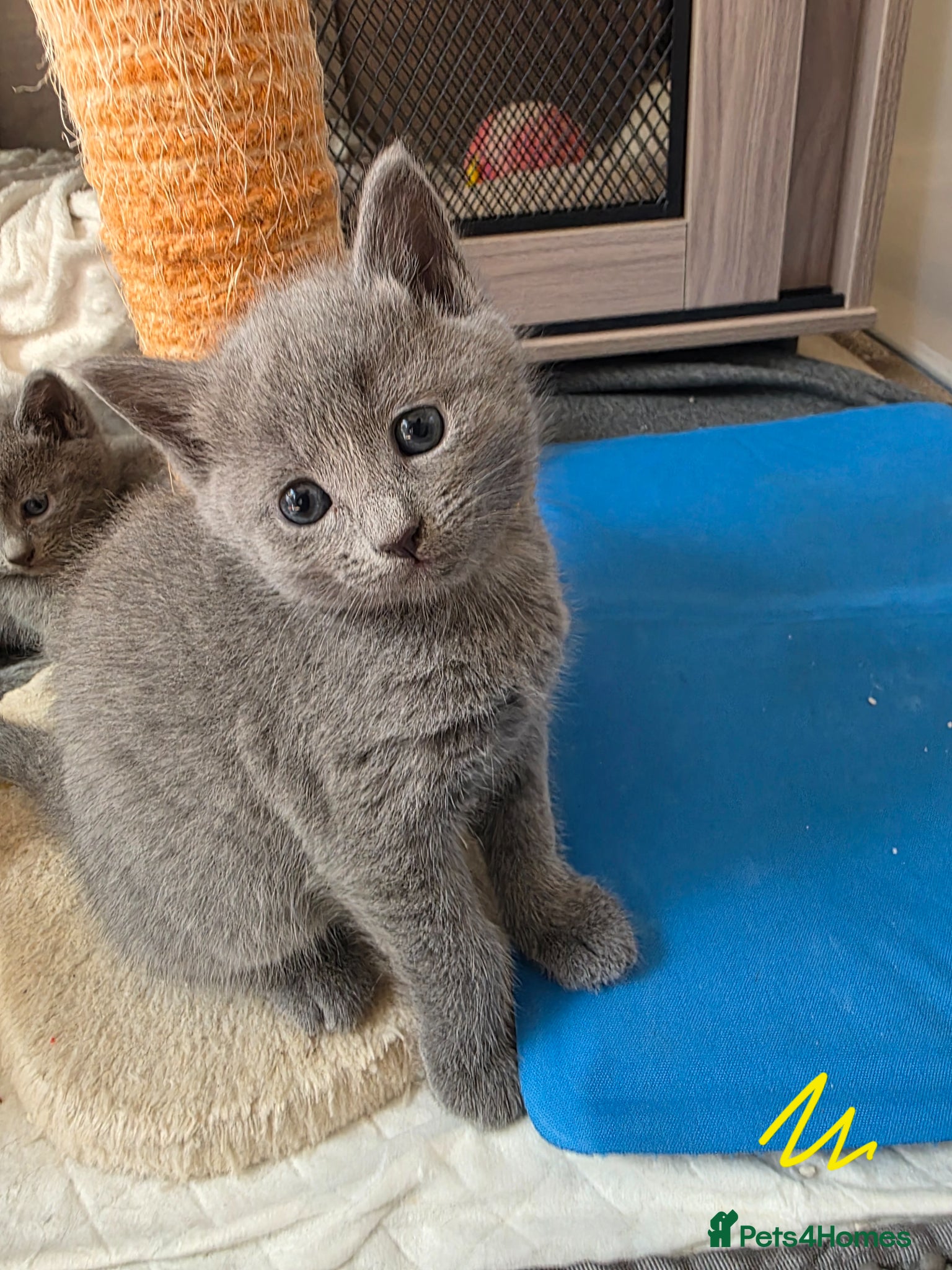 Russian Blue cats 🐾 Beautiful Russian Blue Kittens for Sale 🐾 - Advert 2