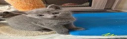 Russian Blue cats for sale: 🐾 Beautiful Russian Blue Kittens for Sale 🐾 - Advert 2