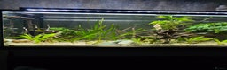 Gouramis fish for sale: Full tropical setup - Advert 2