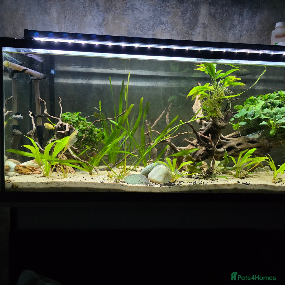 Gouramis fish for sale: Full tropical setup - Advert 2
