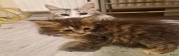 Mixed Breed cats for sale: Last female - mix Mainecoon - Advert 11
