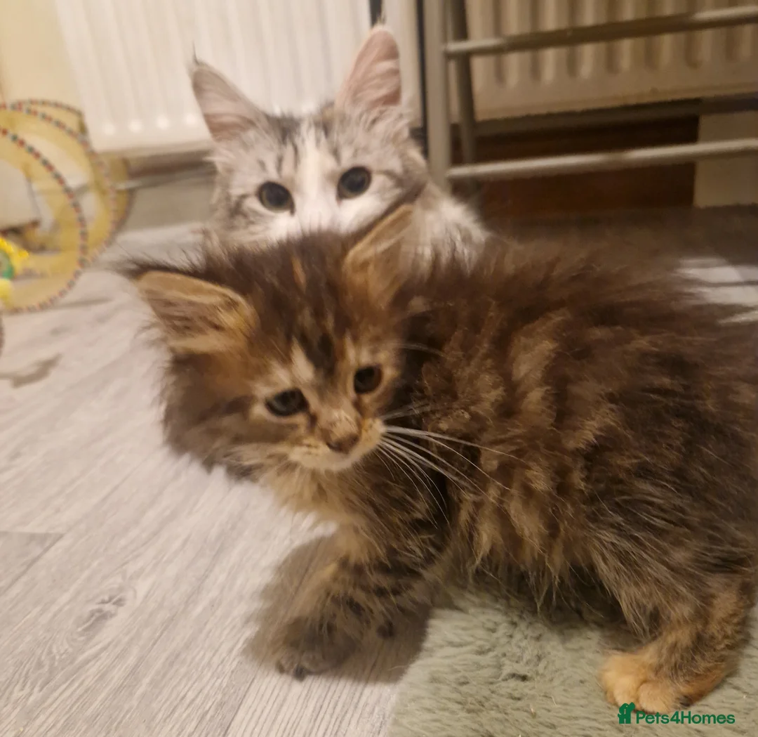 Mixed Breed cats for sale: Last female - mix Mainecoon - Advert 11