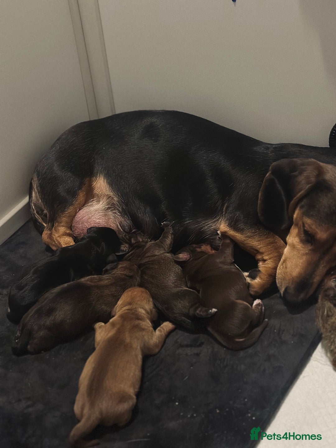 Miniature Dachshund dogs for sale: 5 beautiful miniature Daschund puppies  - Advert 6